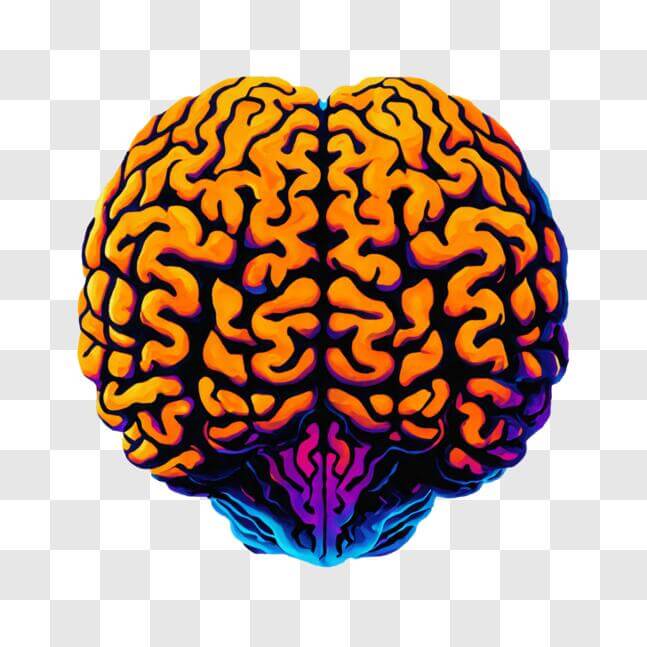 Download Colorful Human Brain Floating in Space PNG Online - Creative ...
