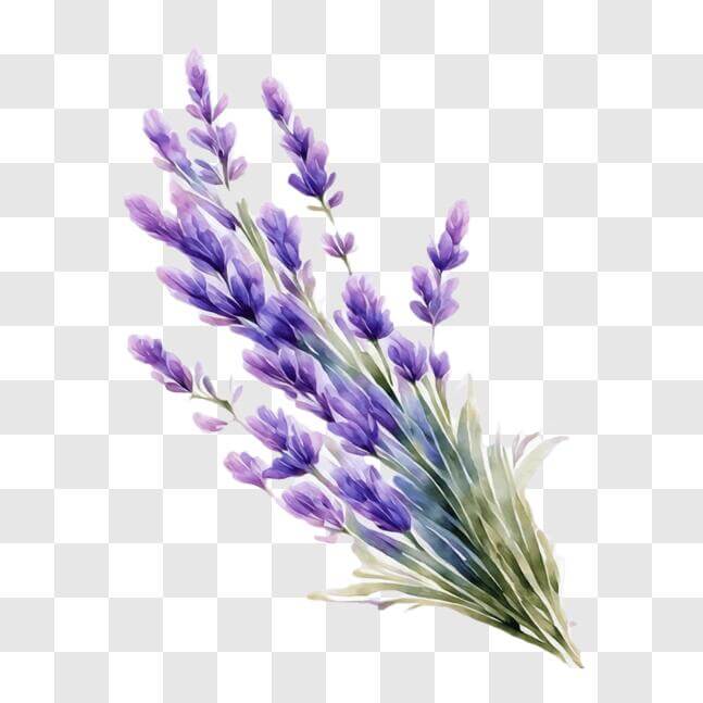 Download Lavender Flowers in Purple and Green Tones PNG Online ...