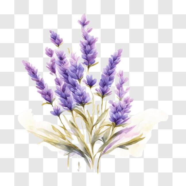 Download Beautiful Watercolor Lavender Flowers Bouquet PNG Online ...