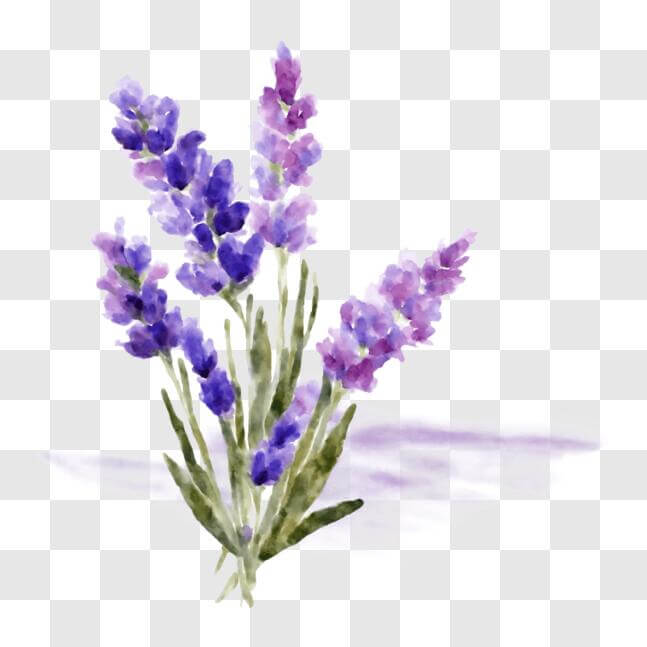 Download Lavender Flowers Bouquet for Aromatherapy and Home Decor PNG ...