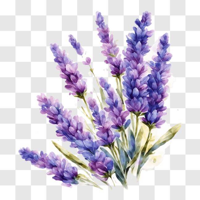 Download Lavender Flowers Watercolor Painting for Beauty and Interior ...