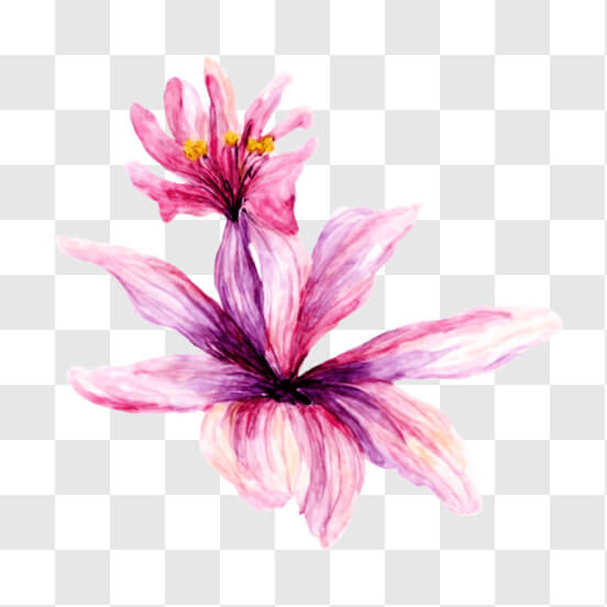 Pink Flower Painting on Black Background