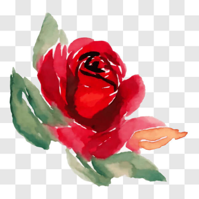 Download Beautiful Red Rose Watercolor Painting PNG Online - Creative ...