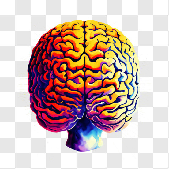 Download Human Brain Structure and Function Illustration PNG Online ...