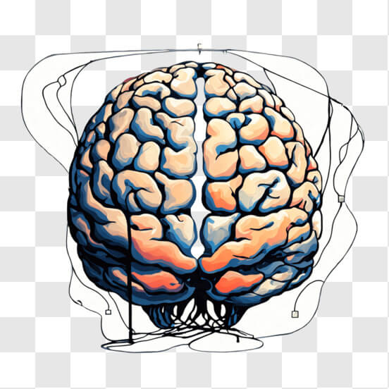 Human Brain PNG - Download Free & Premium Transparent Human Brain PNG ...