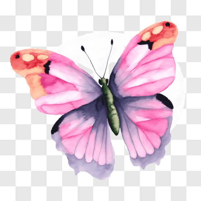 Download Pink Butterfly Watercolor Painting on White Background PNGs ...