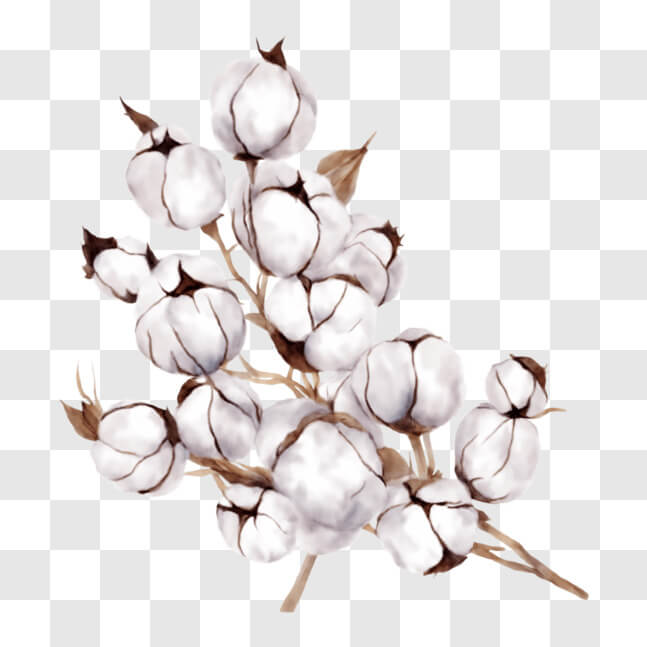Download Beautiful White Cotton Flowers - The Queen of Fibres PNG ...