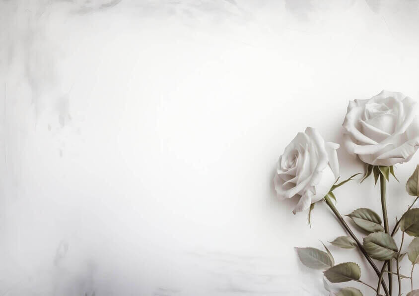 Download Two White Roses in Vase on Off-White Background Backgrounds ...
