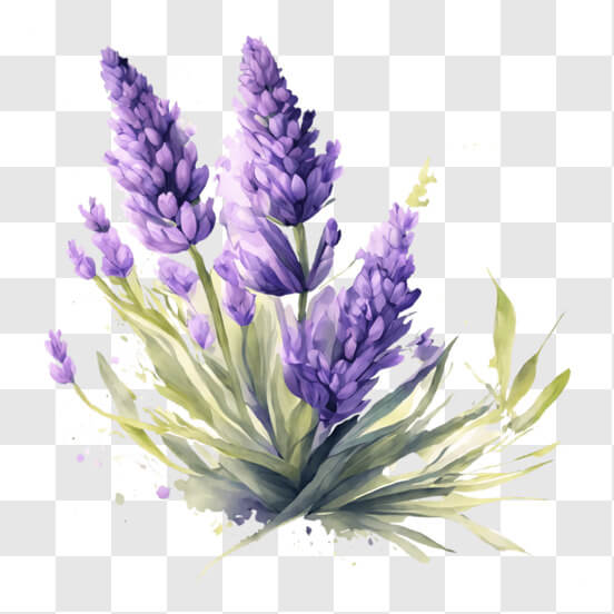 Download Beautiful Lavender Flowers in a Pot PNG Online - Creative Fabrica