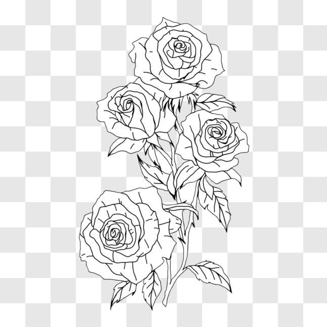 Download Romantic black and white rose drawing for wedding invitations ...