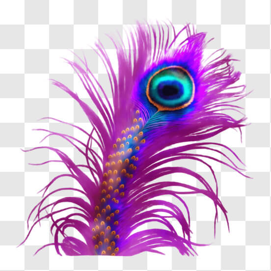 Peacock Feather Transparent Images – Browse 2,796 Stock Photos, Vectors,  and Video