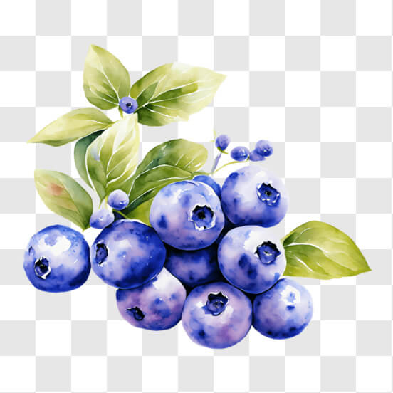 blueberry clipart transparent