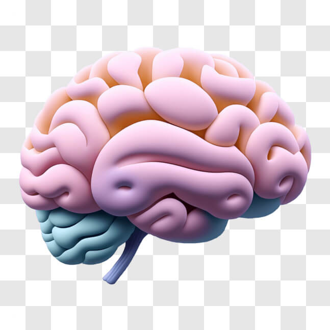 Download Vibrant 3D Model of the Human Brain in Pink, Blue, and Purple ...