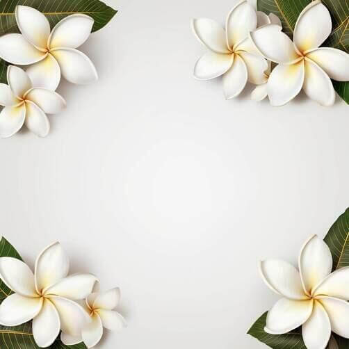 White Frangipani Flowers with Green Leaves on a White Background Patterns White Frangipani Flowers with Green Leaves on a White Background Patterns thumbnail