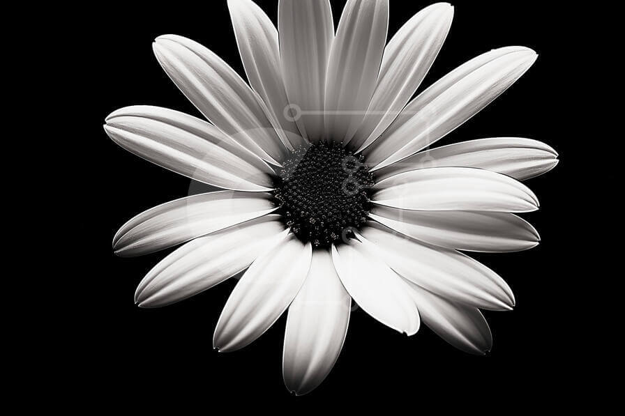 Beautiful White Daisy Flower in Black and White stock photo | Creative ...