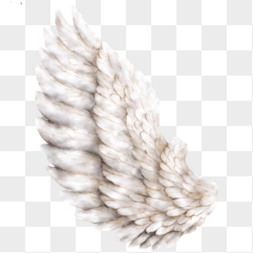 Download White Angel Wings on Black Background PNGs Online - Creative ...