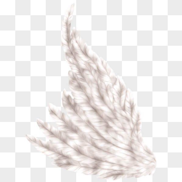 Download White Feathered Angel Wing on Black Background PNGs Online ...