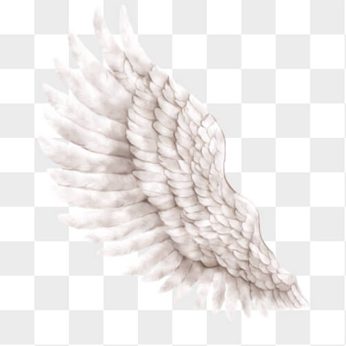 White Angel Wing in Flight