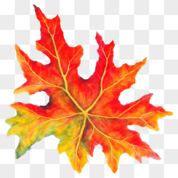 Download Colorful Maple Leaf Digital Painting for Autumn PNGs Online ...