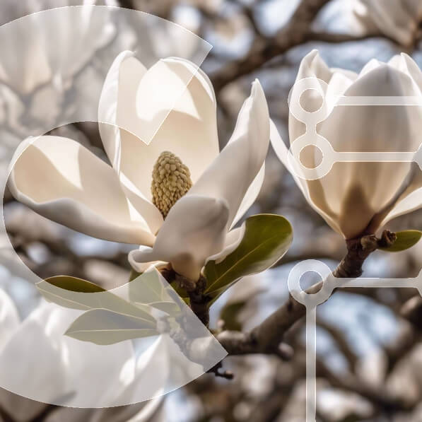 Beautiful White Magnolia Flowers in Full Bloom stock photo | Creative ...
