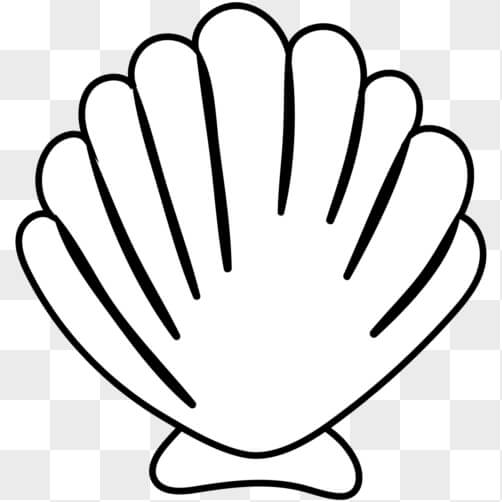 grupo de conchas clipart