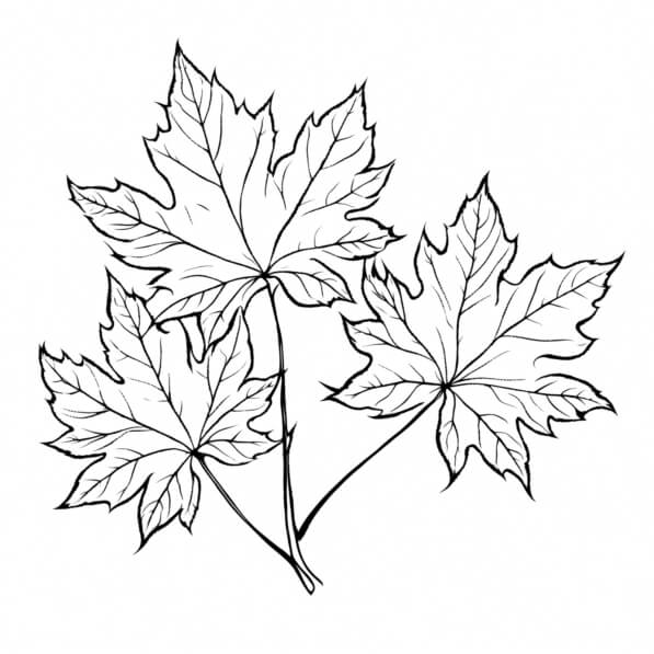 Download Black and White Maple Leaves Coloring pages Online - Creative ...