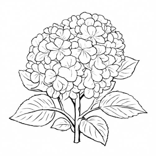 Free Hydrangea Coloring pages - Download Printable Hydrangea  