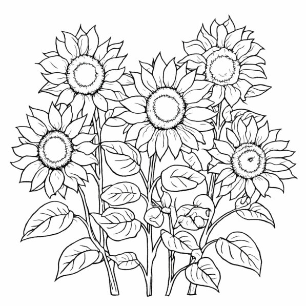 Sunflower Color Practice Download Black and White Sunflowers Coloring Page Coloring pages Online ...