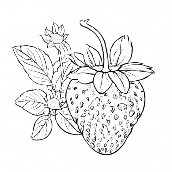 Download Educational Strawberry Coloring Page Coloring pages Online