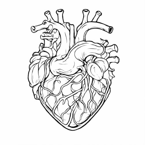 Download Black and White Human Heart Anatomy Image Coloring pages ...