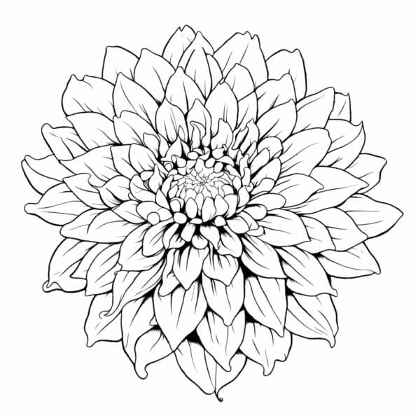 Download Black And White Flower Coloring Page Coloring Pages Online 