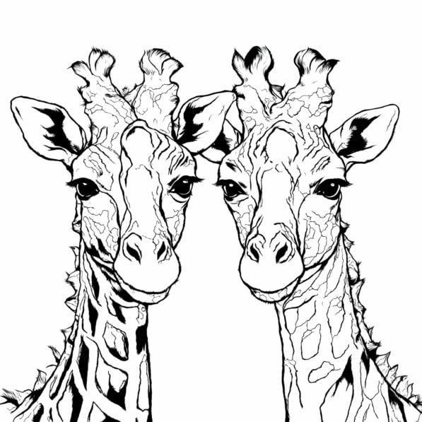Download Black and White Giraffes Coloring Page Coloring pages Online