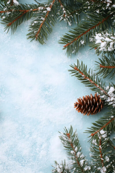 Download Winter Pine Branches with Snow and Pine Cone Backgrounds ...