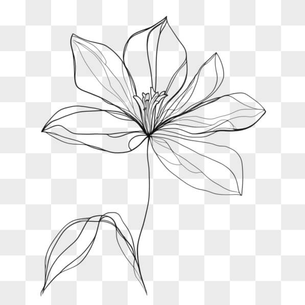Flower Form A Line Download Line Art Flower Illustration Sketches Online - Creative Fabrica