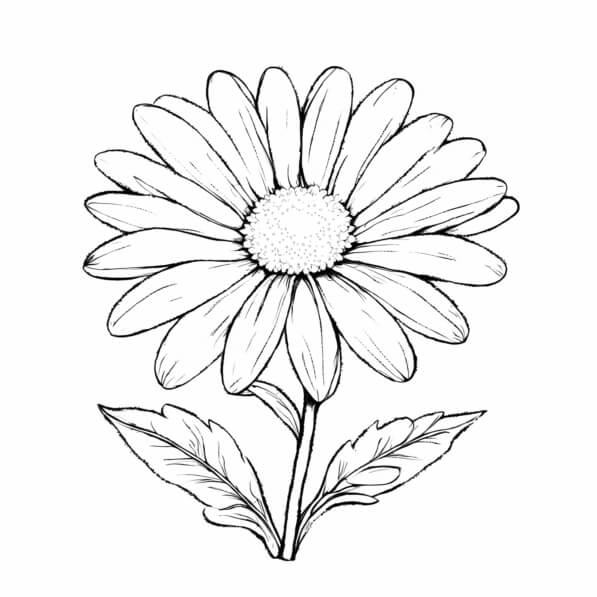 Download Daisy Flower Illustration Coloring pages Online - Creative Fabrica