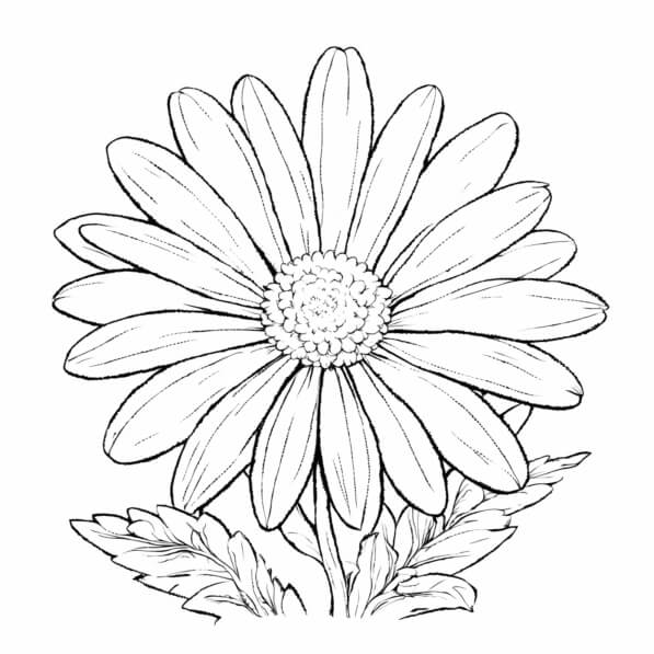 Download Line Drawing of a Flower Coloring pages Online - Creative Fabrica
