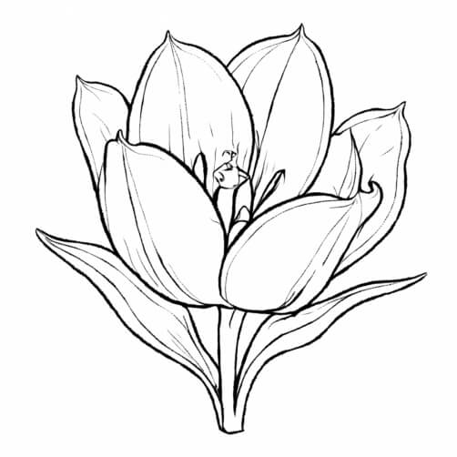 Download Detailed Line Drawing of a Flower Coloring pages Online ...