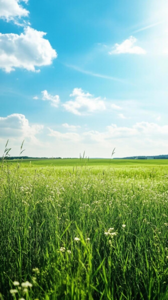 Download Vast Green Field Under Blue Sky Backgrounds Online - Creative ...