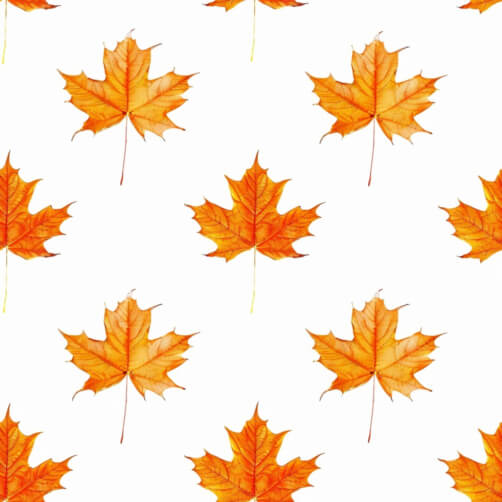 Pattern of Orange Maple Leaves Pattern of Orange Maple Leaves thumbnail