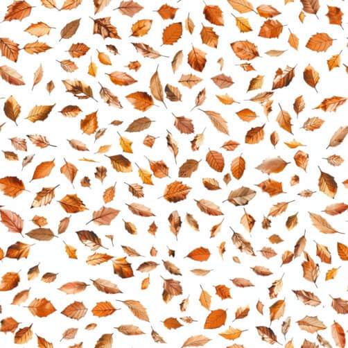 Scattered Autumn Leaves on White Background Scattered Autumn Leaves on White Background thumbnail