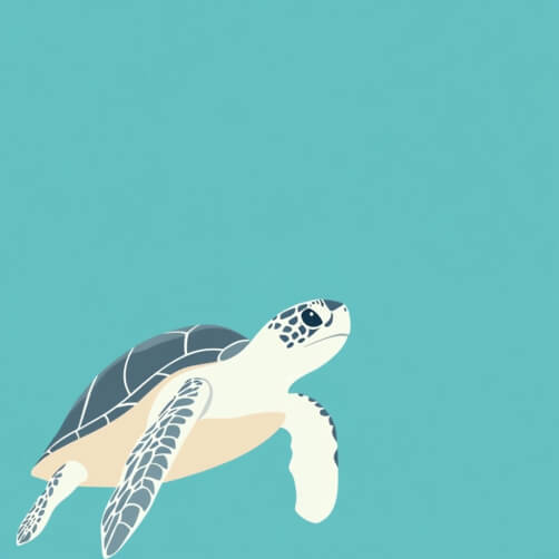 Sea Turtle Backgrounds - Download Free & Premium Transparent Sea Turtle ...
