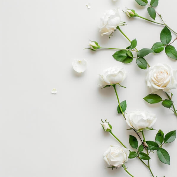 White Roses Thumbnail Download Elegant Arrangement of White Roses Backgrounds Online ...