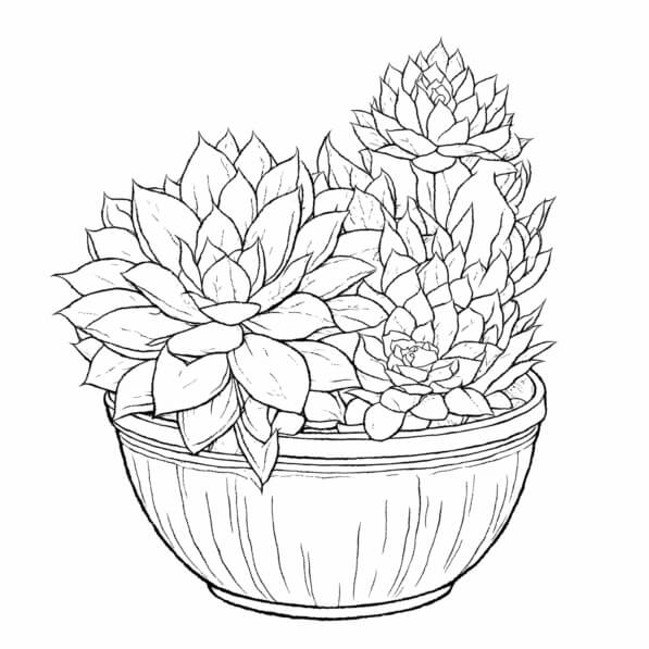 Download Succulents in a Pot Coloring pages Online - Creative Fabrica