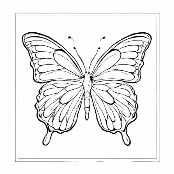 Baixe Ilustra o Detalhada De Borboleta Colorir P ginas Creative Fabrica baixe-ilustra-o-detalhada-de-borboleta-colorir-p-ginas-creative-fabrica