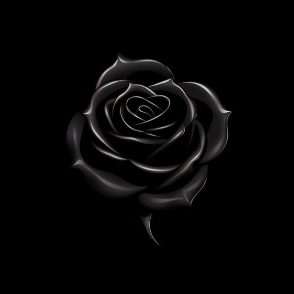 Download Black Rose on Black Background Backgrounds Online - Creative ...