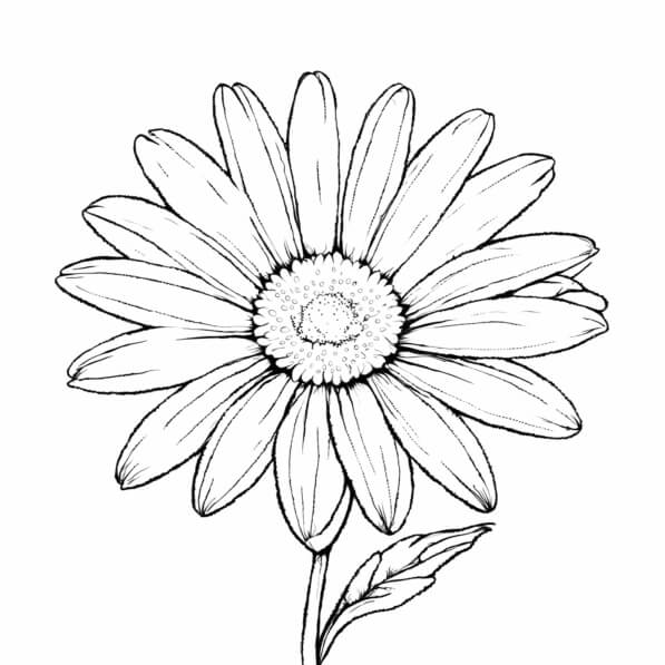 Download Line Drawing of a Flower Coloring pages Online - Creative Fabrica