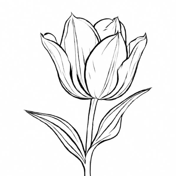Download Line Drawing of a Tulip Flower Coloring pages Online ...
