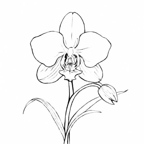 Orchid Flower Sketch Patterns Orchid Flower Sketch Patterns thumbnail