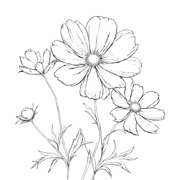 Download Line Drawing of Flowers Coloring pages Online - Creative Fabrica