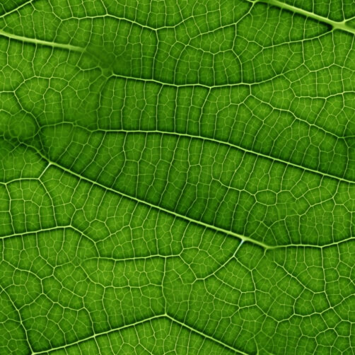 Close-up of Green Leaves Patterns Close-up of Green Leaves Patterns thumbnail